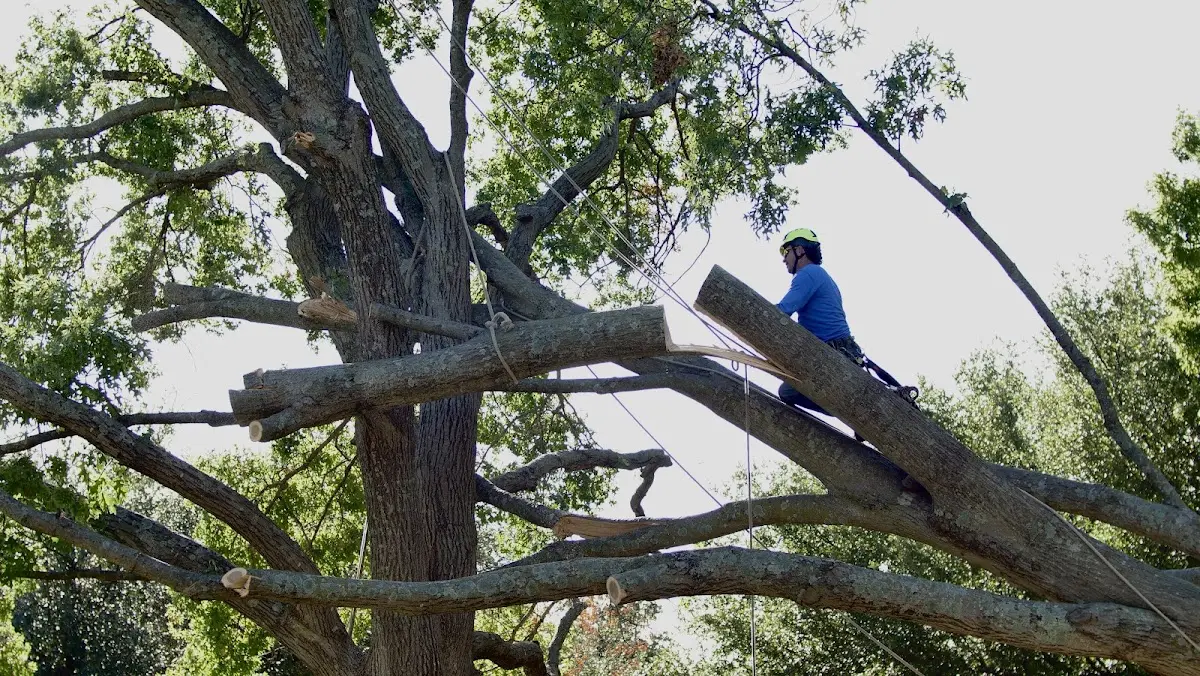 Professional Crown Thinning performed by certified arborists in Scott